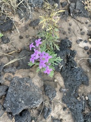 Glandularia wrightii