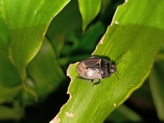 Geotomini
