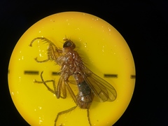 Norellisoma spinimanum