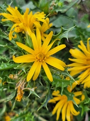 Scolymus