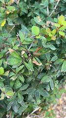 Berberis glaucocarpa