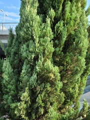 Cupressus sempervirens