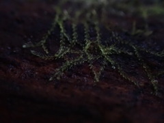 Cephalozia bicuspidata