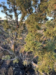 Juniperus monosperma