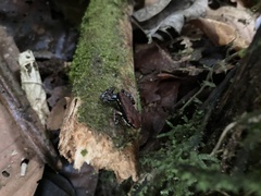 Epipedobates boulengeri