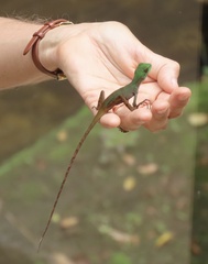 Enyalius