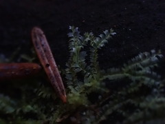 Lophocolea bidentata