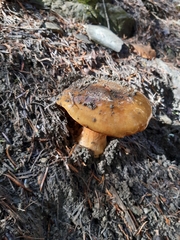 Calonarius elegantior