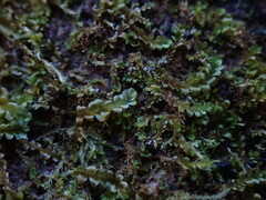 Chiloscyphus polyanthos