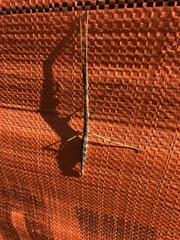 Diapheromera femorata