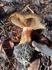 Calonarius elegantior