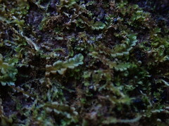 Chiloscyphus polyanthos