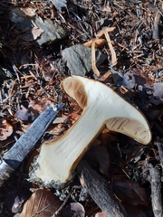 Calonarius elegantior