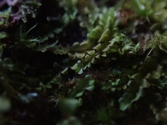 Chiloscyphus polyanthos