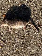 Sorex minutus