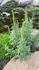 Amaranthus palmeri
