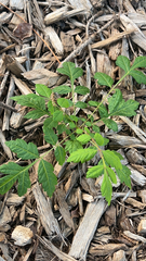 Koelreuteria paniculata