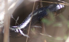 Thamnophis sirtalis concinnus