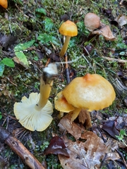 Hygrophorus lucorum