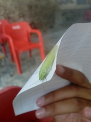 Panchlora