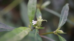 Lepidagathis stenophylla