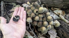Coprinellus micaceus