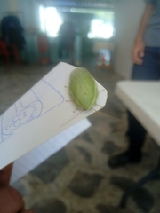 Panchlora