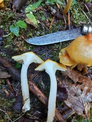 Hygrophorus lucorum