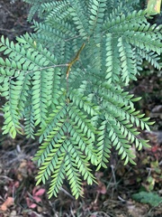 Gleditsia triacanthos