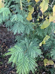 Gleditsia triacanthos