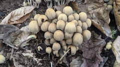 Coprinellus micaceus