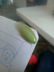 Panchlora