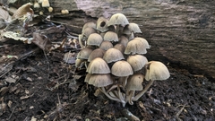 Coprinellus micaceus