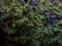 Stereodon subimponens