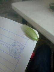 Panchlora