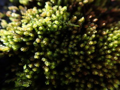 Marsupella emarginata