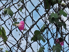 Ipomoea purpurea