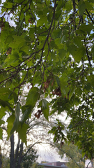 Acer ginnala