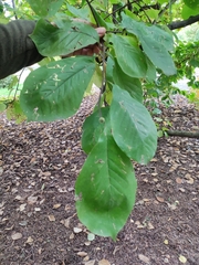Magnolia × soulangeana