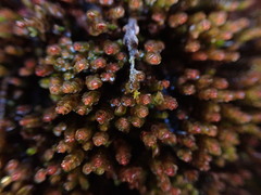 Marsupella emarginata