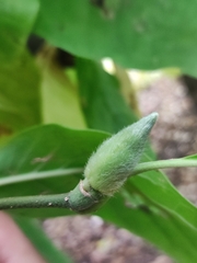 Magnolia × soulangeana