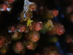 Marsupella emarginata