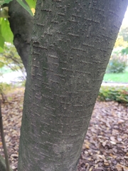 Magnolia × soulangeana