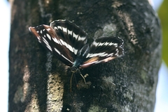 Limenitis sulpitia