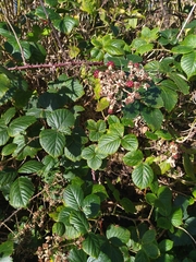 Rubus hochstetterorum