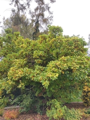 Magnolia × soulangeana