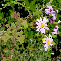 Senecio umbellatus