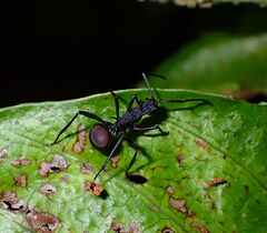 Polyrhachis armata