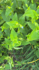 Commelina communis