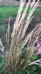 Calamagrostis epigejos